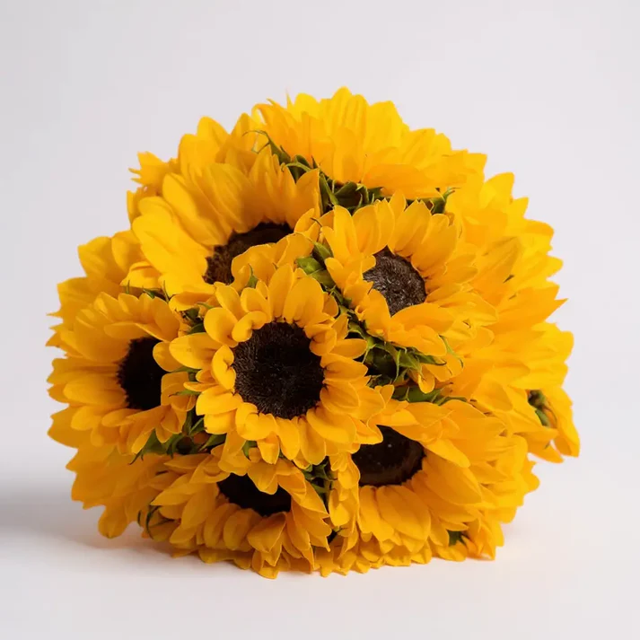 girasoles