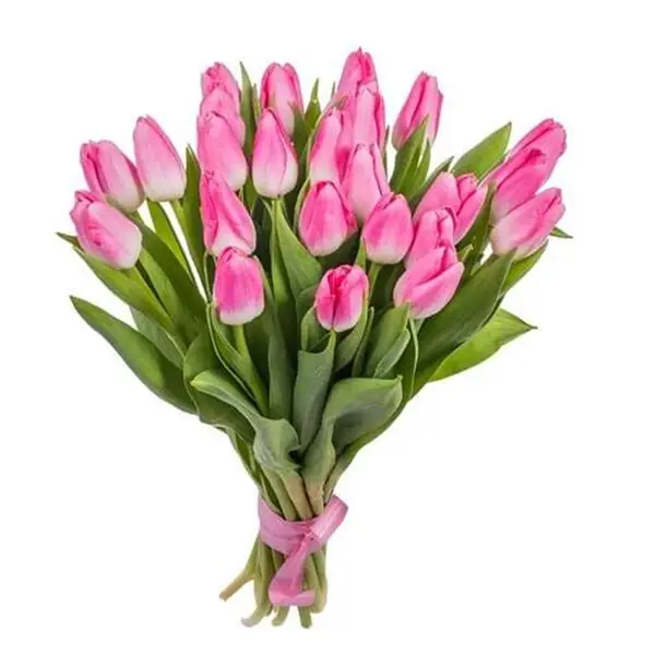 tulipanesrosados